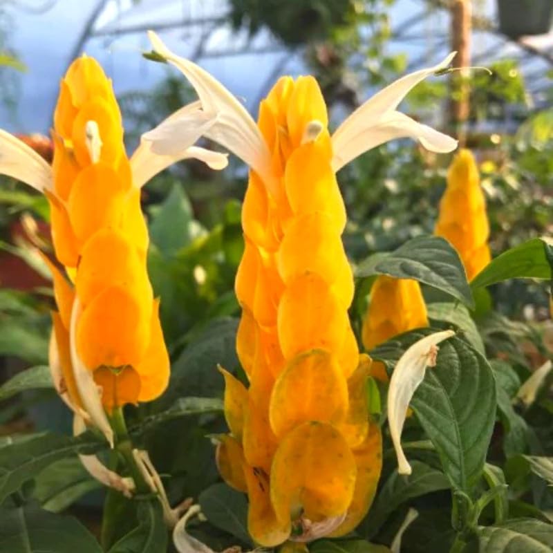 Yellow Shrimp Plants S30724