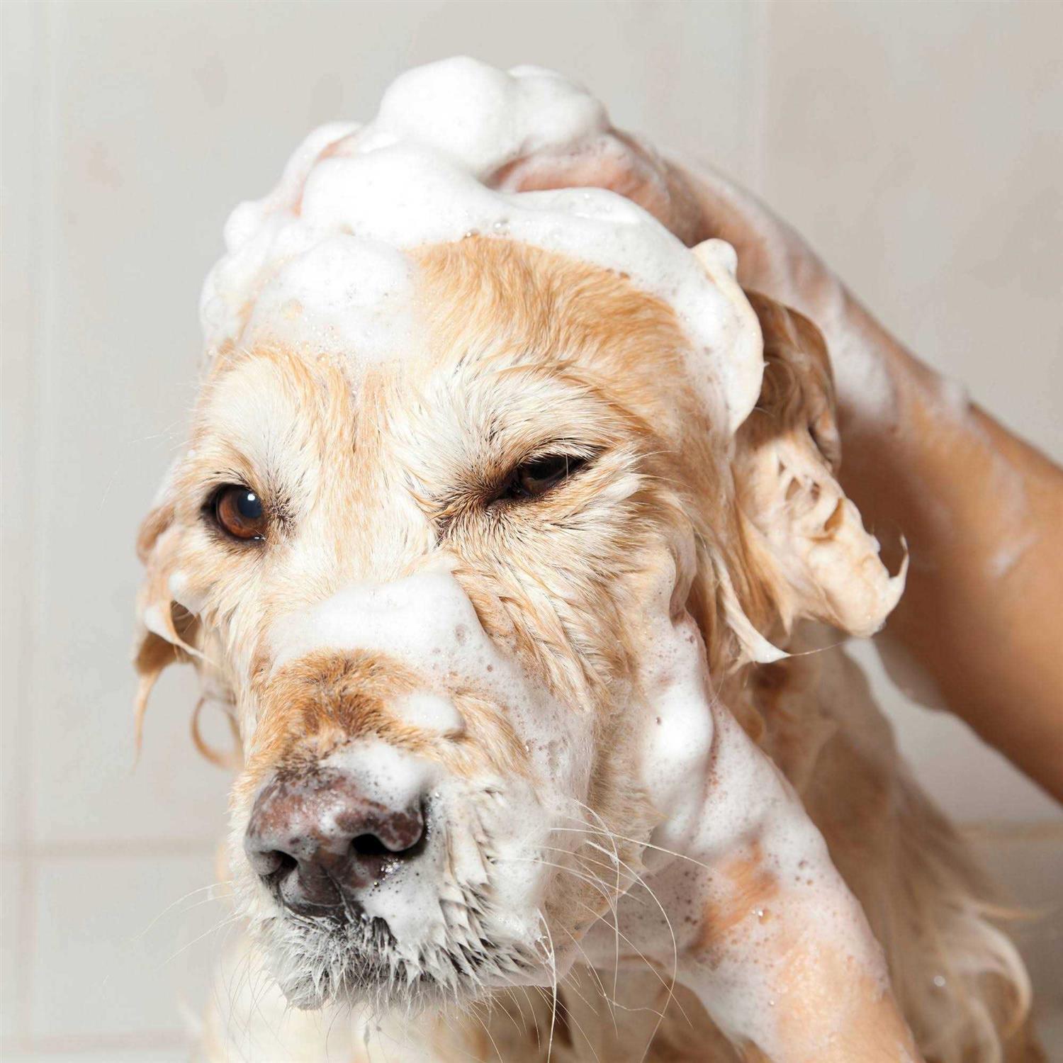 Oatmeal Coconut Lime Verbena Shampoo Concentrate I932