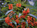 2 Gallon Pot Fragrant Tea Olive Live Plant P92224