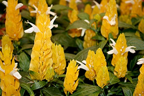 Yellow Shrimp Plants S30724