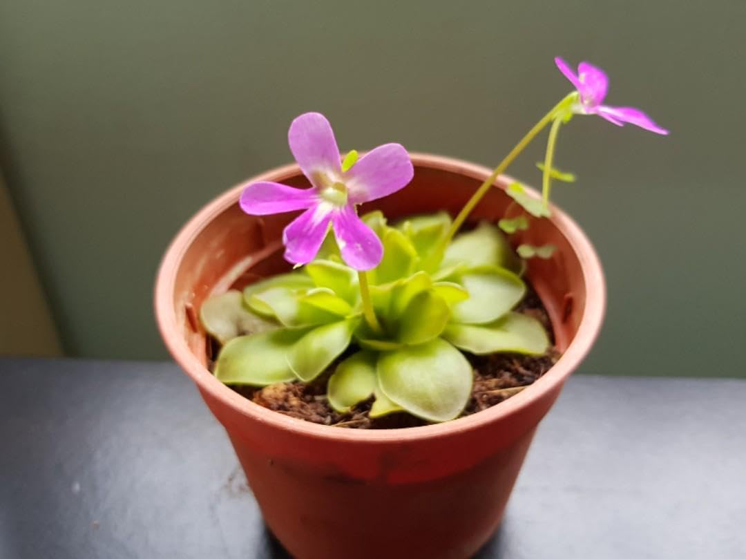10pcs Butterwort Carnivorous Flower Seeds E846602