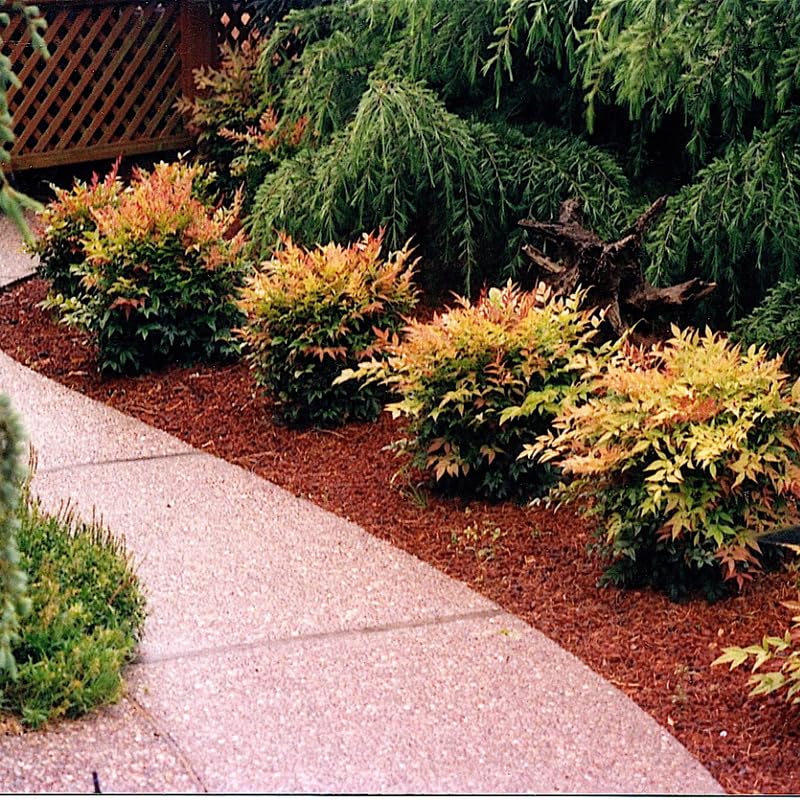 Nandina Shrub Live Plant in Quart Pot G148351