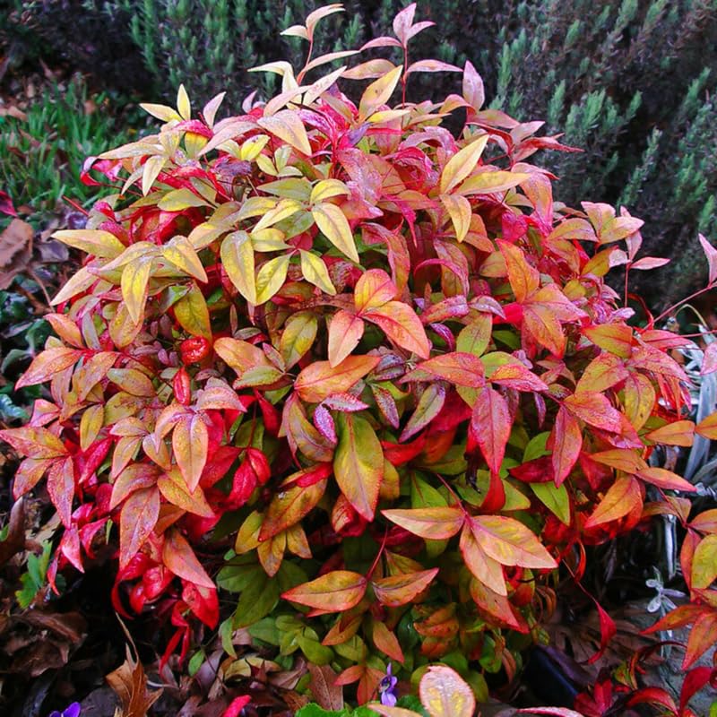 Nandina Shrub Live Plant in Quart Pot G148351