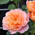 Climbing Rose Bush A91216